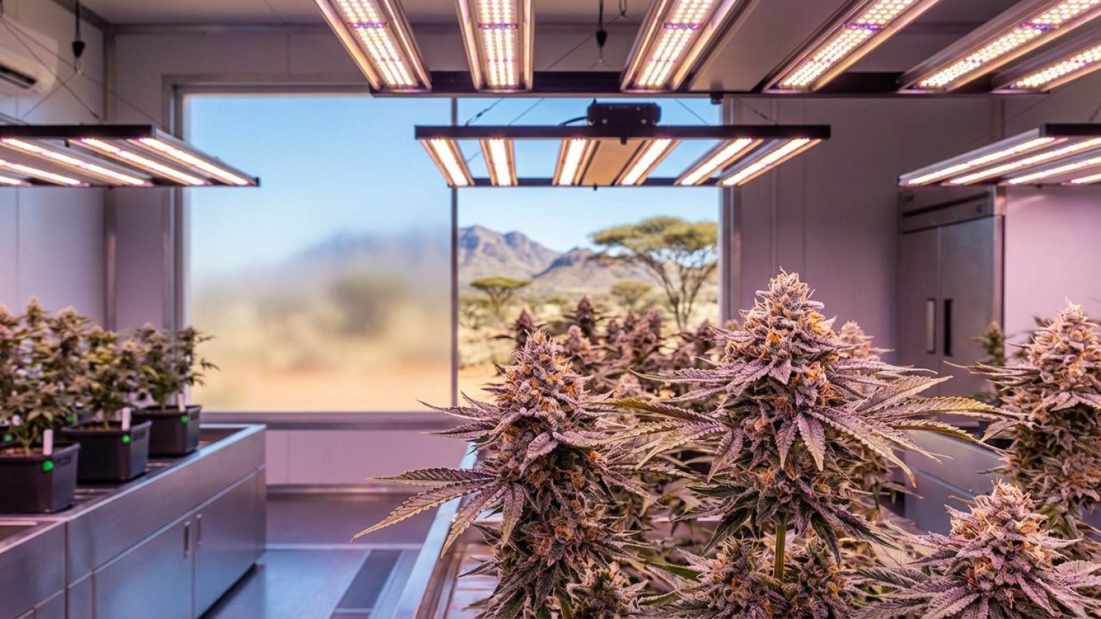 Cannabis plants flowering under full-spectrum LED lights in an indoor grow room